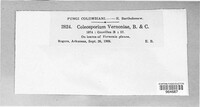 Coleosporium vernoniae image